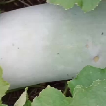 白冬瓜