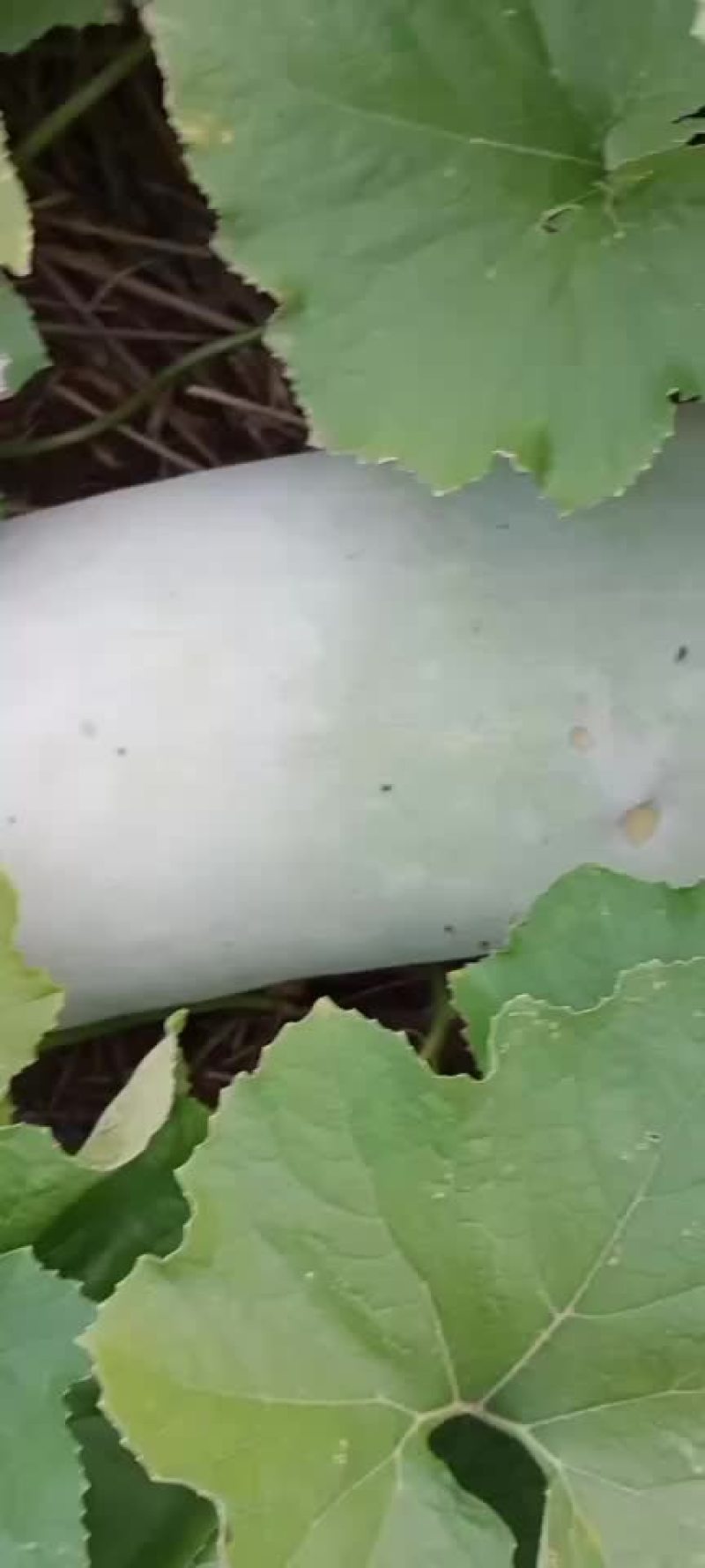 白冬瓜