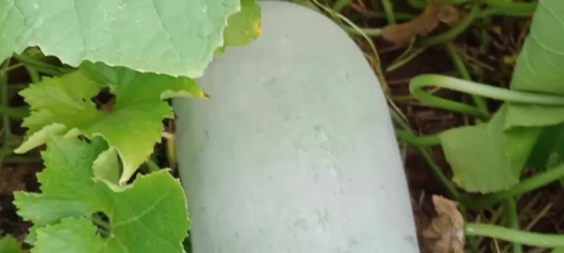 白冬瓜