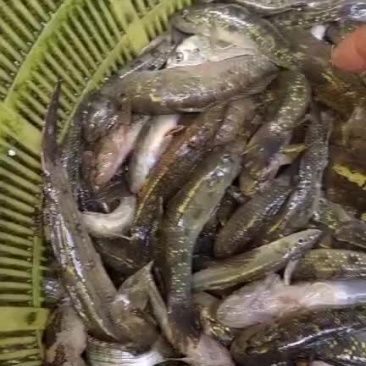 狗母鱼肉鱼