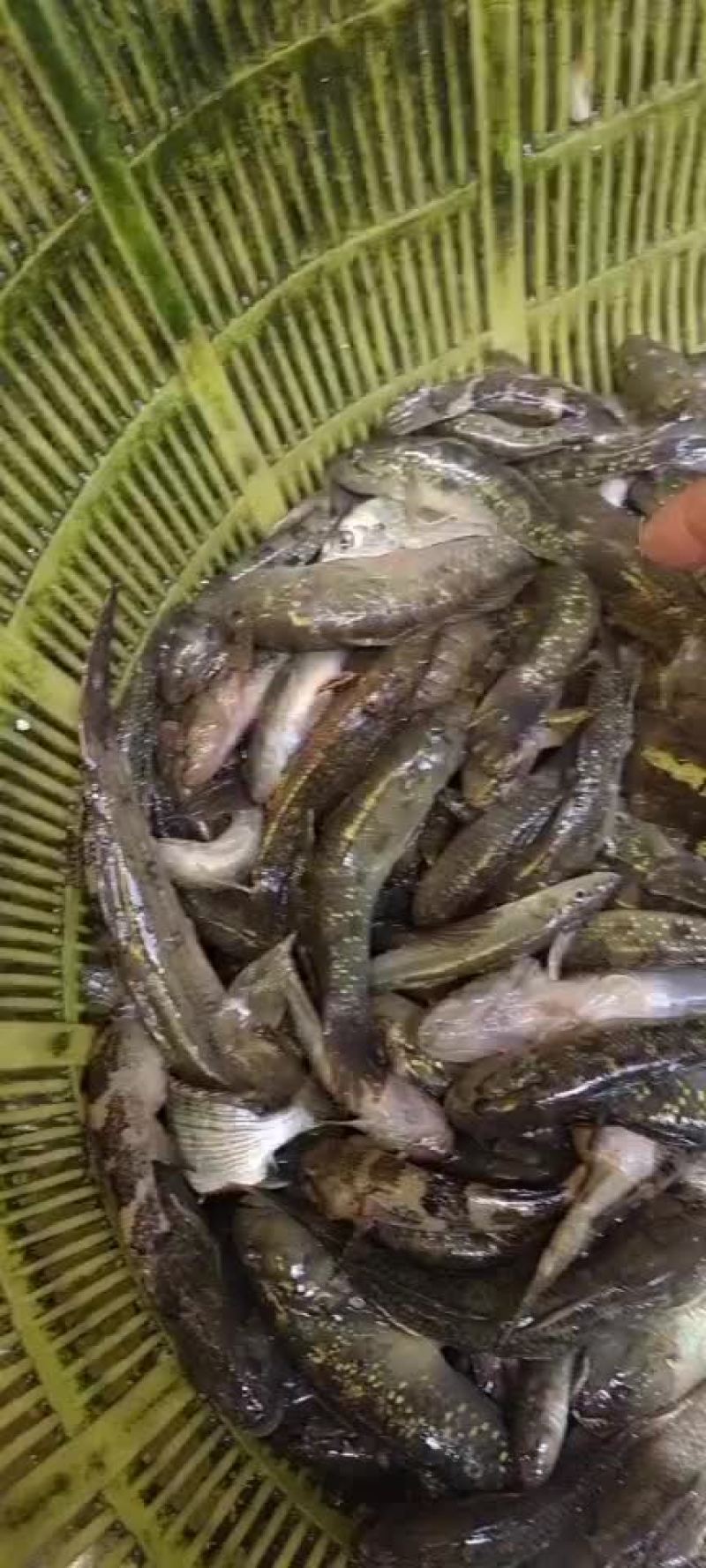狗母鱼肉鱼