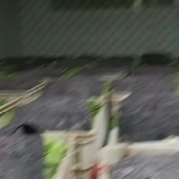快菜