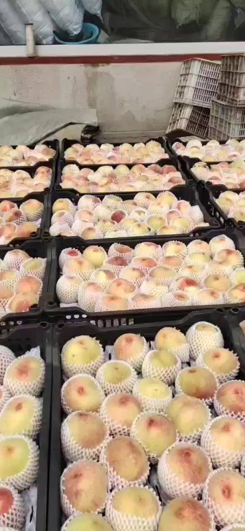 突围水蜜桃！早凤凰！新川中枣！