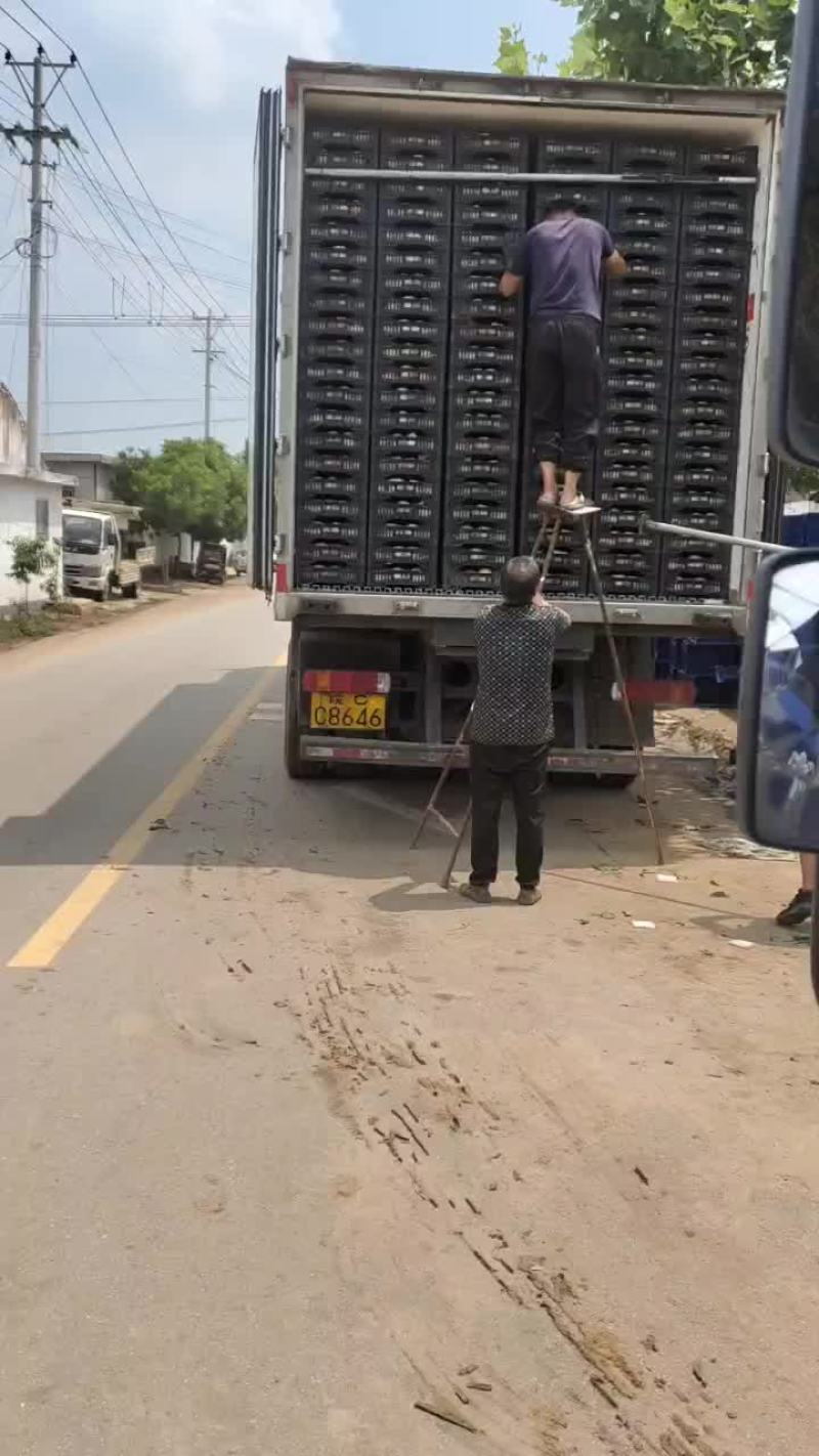 突围水蜜桃！早凤凰！新川中枣！