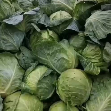 内蒙古包头绿甘蓝