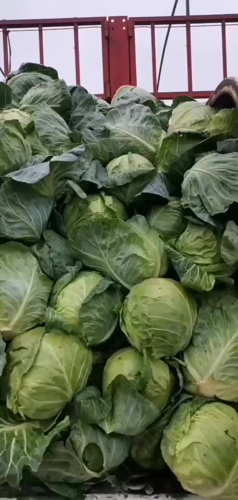 内蒙古包头绿甘蓝