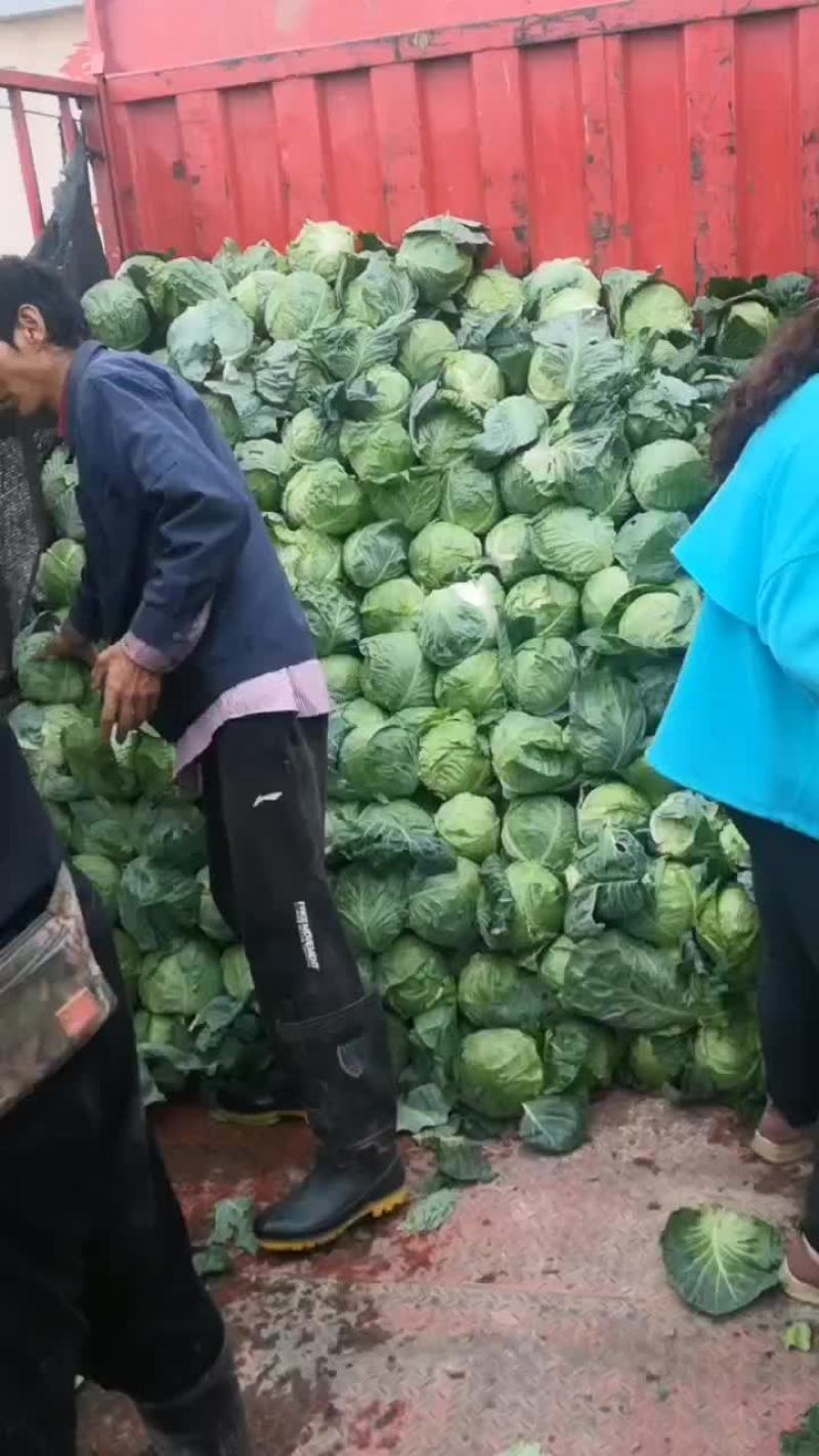 内蒙古包头绿甘蓝