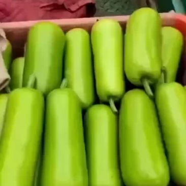 河北邯郸本地瓠瓜大量现货可视频在线观看量大从优