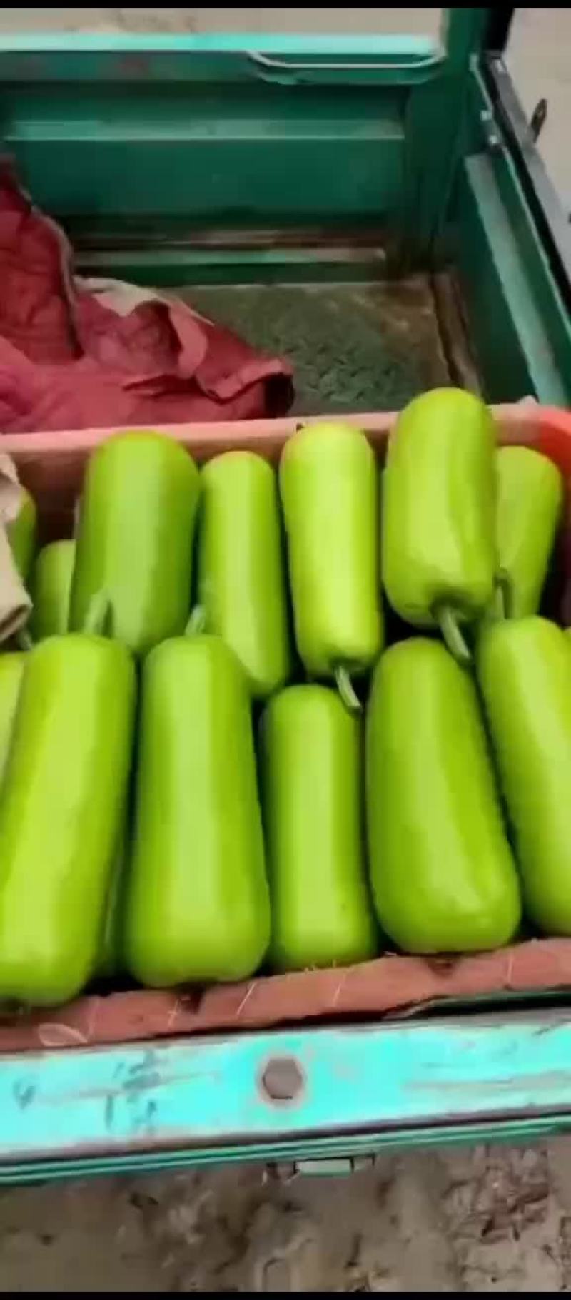 河北邯郸本地瓠瓜大量现货可视频在线观看量大从优