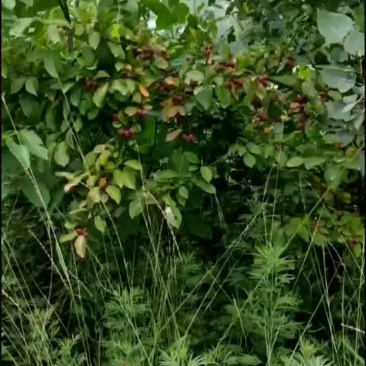 红果苗