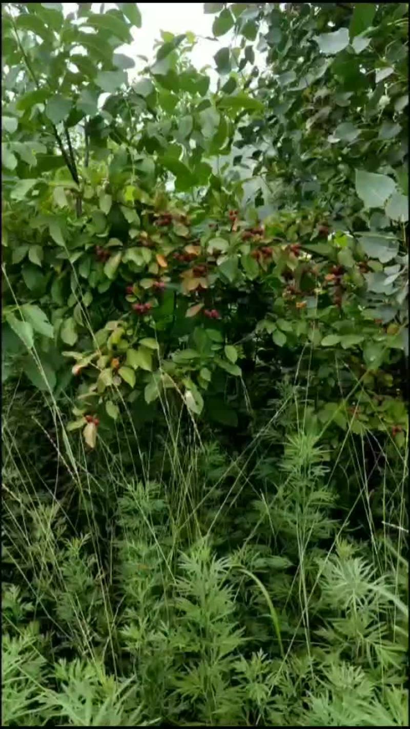 红果苗