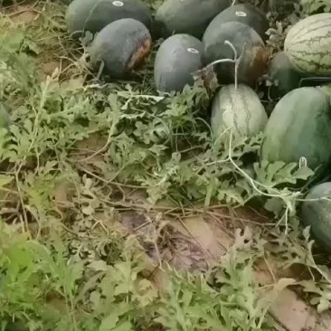 大量沙地西瓜