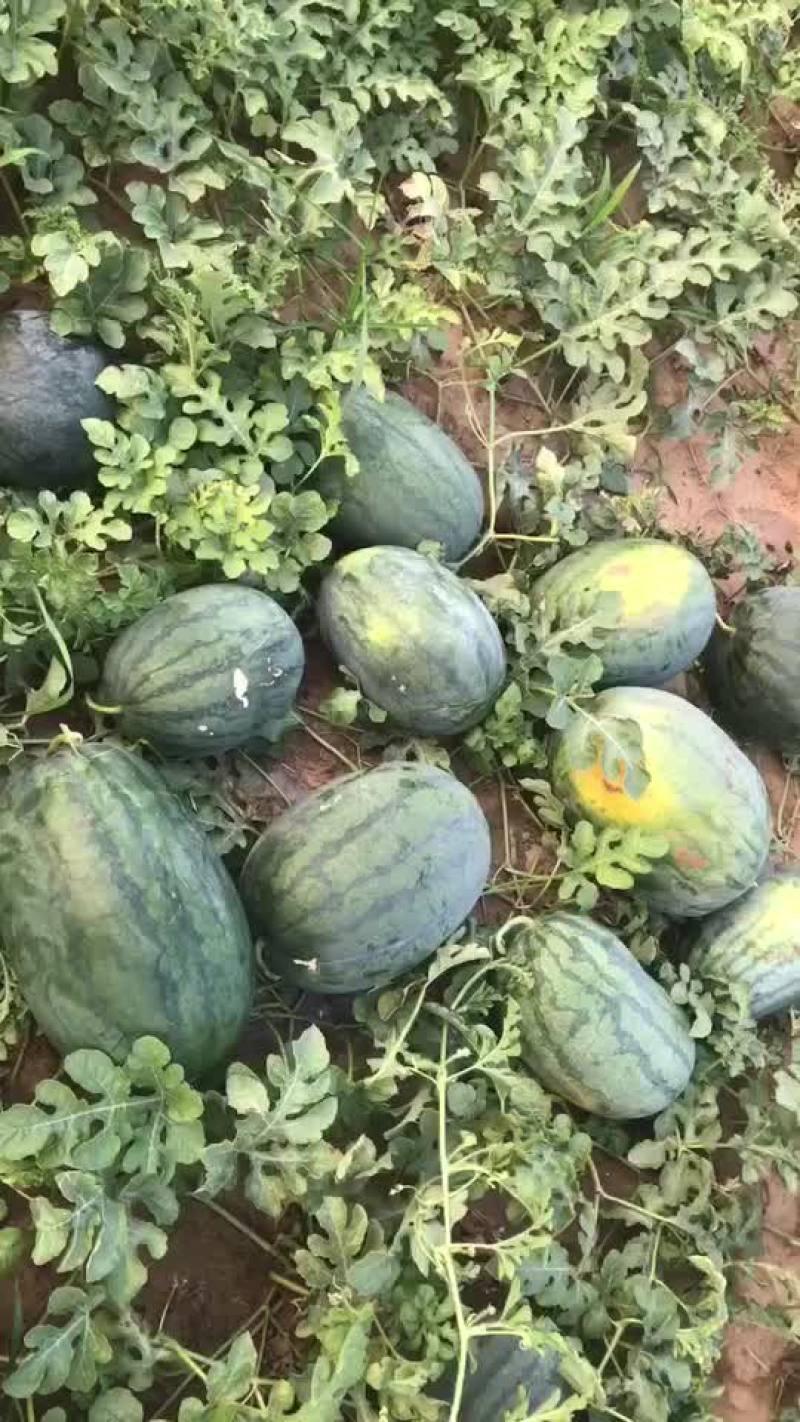大量沙地西瓜