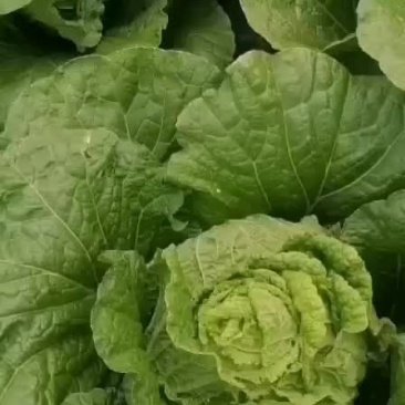 白菜