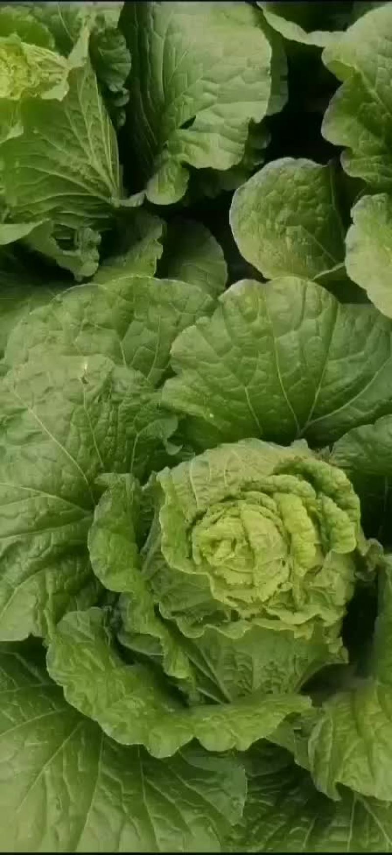 白菜