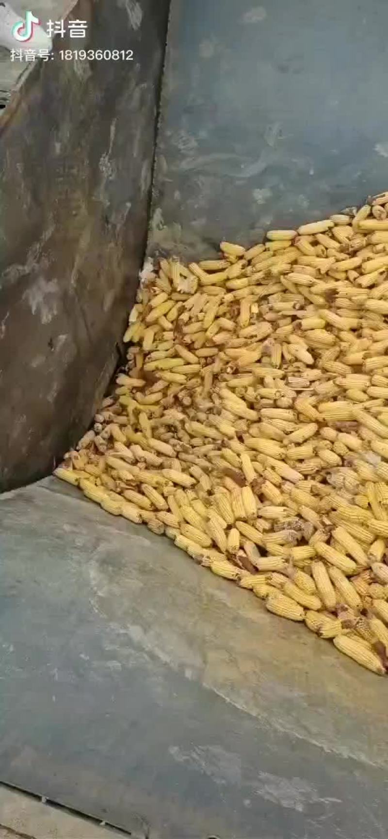 玉米脱粒机