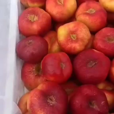 油蟠七大量上市了