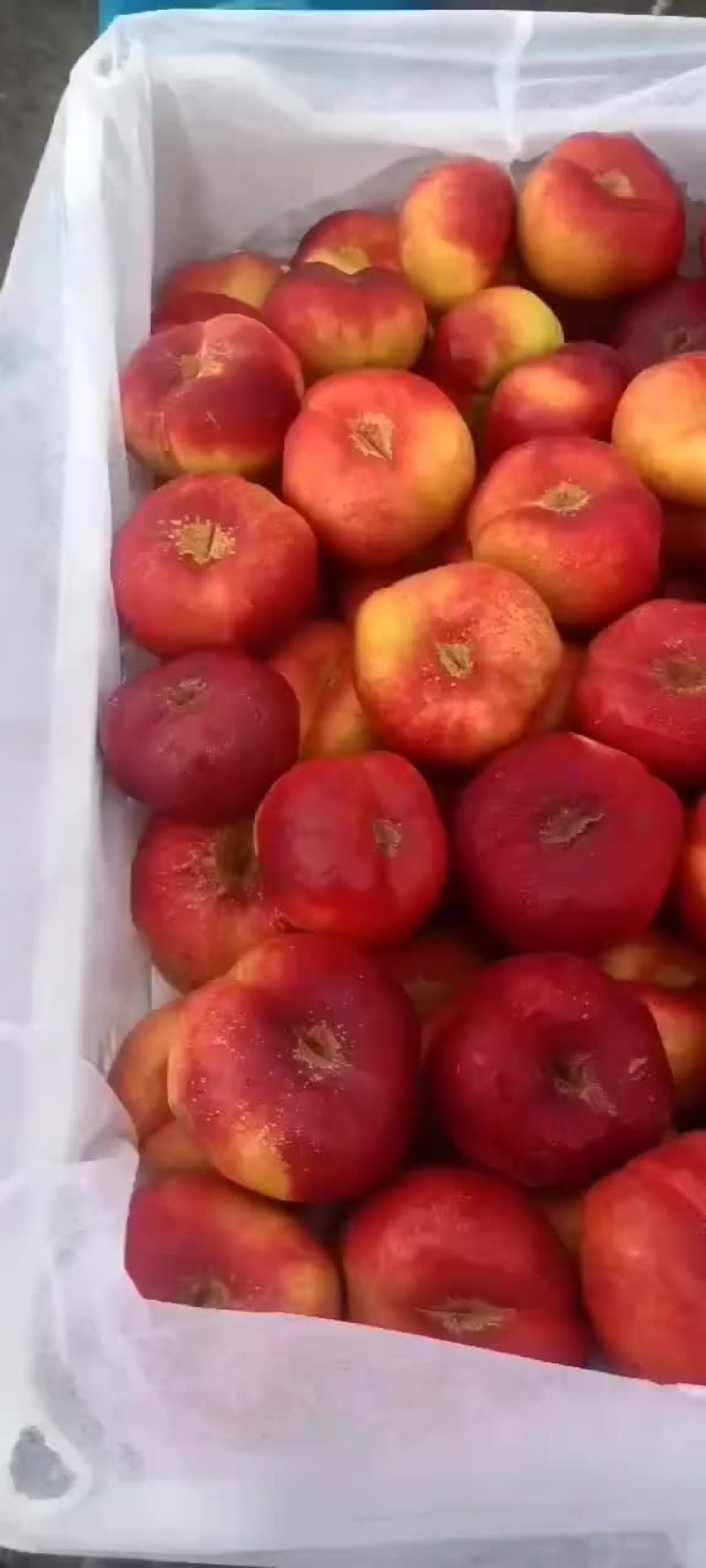 油蟠七大量上市了