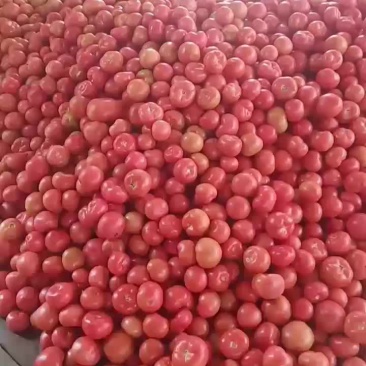 硬粉西红柿