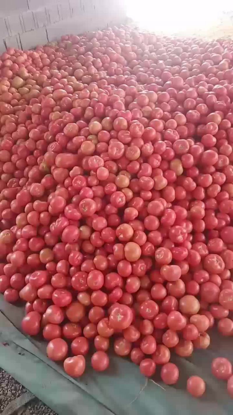 硬粉西红柿
