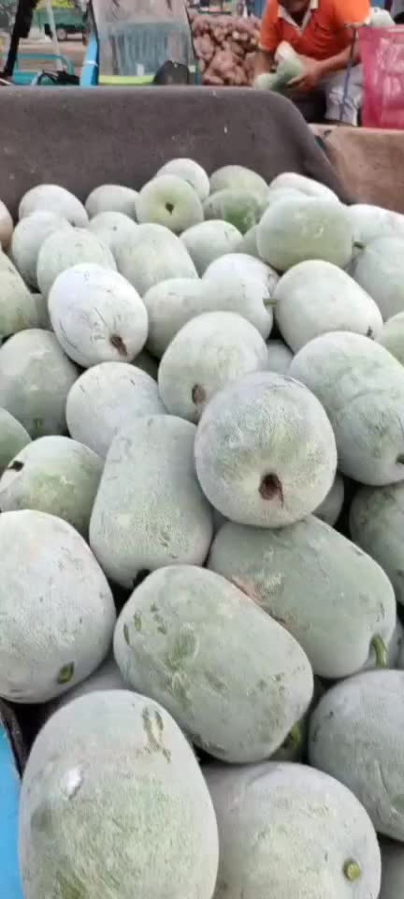 河南水果东瓜，冬瓜。迷你冬瓜电商专用，产地直销。