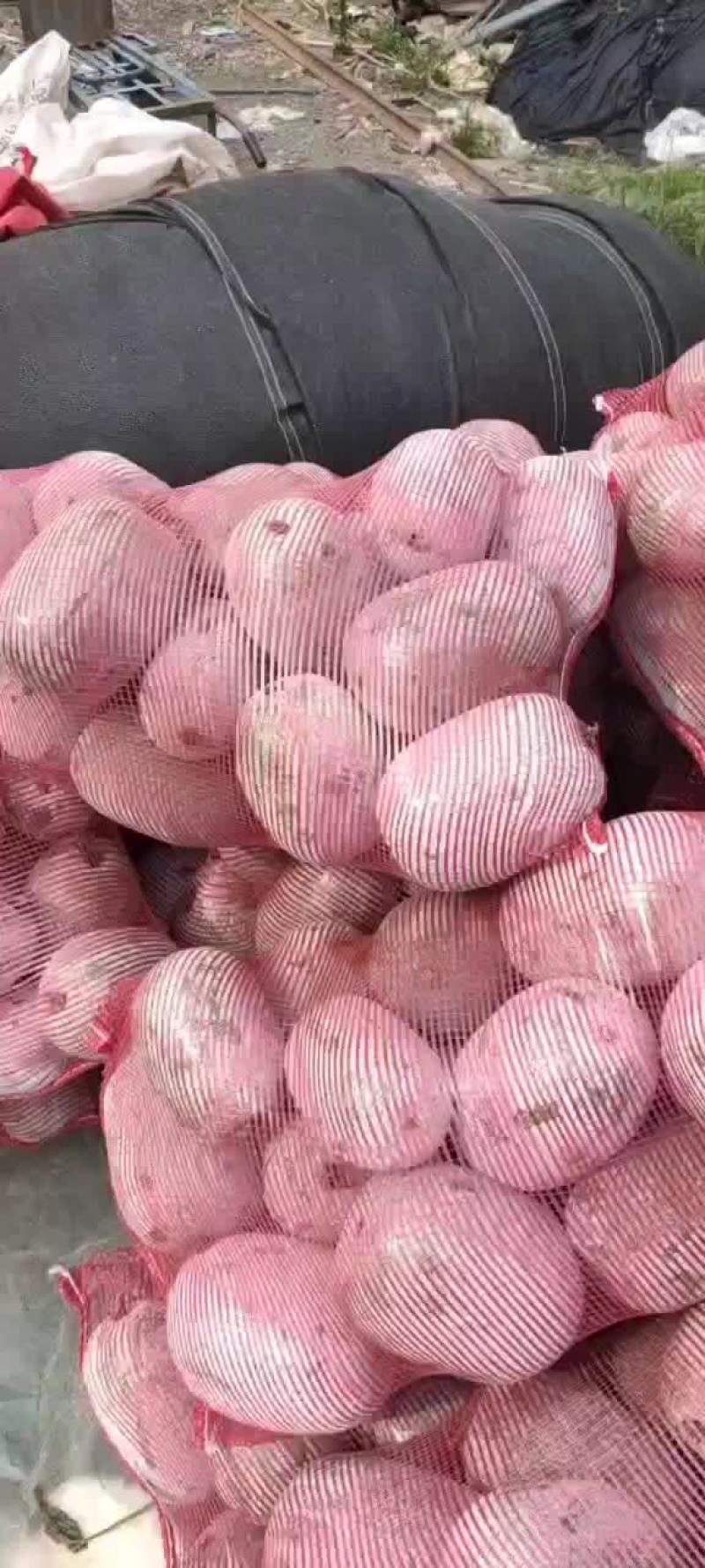 河南水果东瓜，冬瓜。迷你冬瓜电商专用，产地直销。
