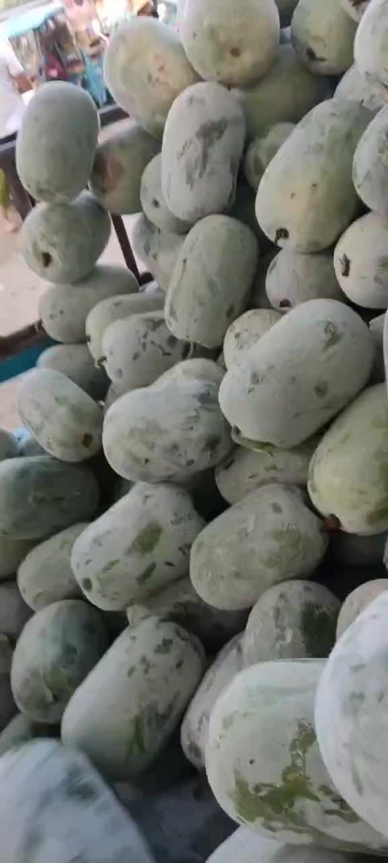河南水果东瓜，冬瓜。迷你冬瓜电商专用，产地直销。