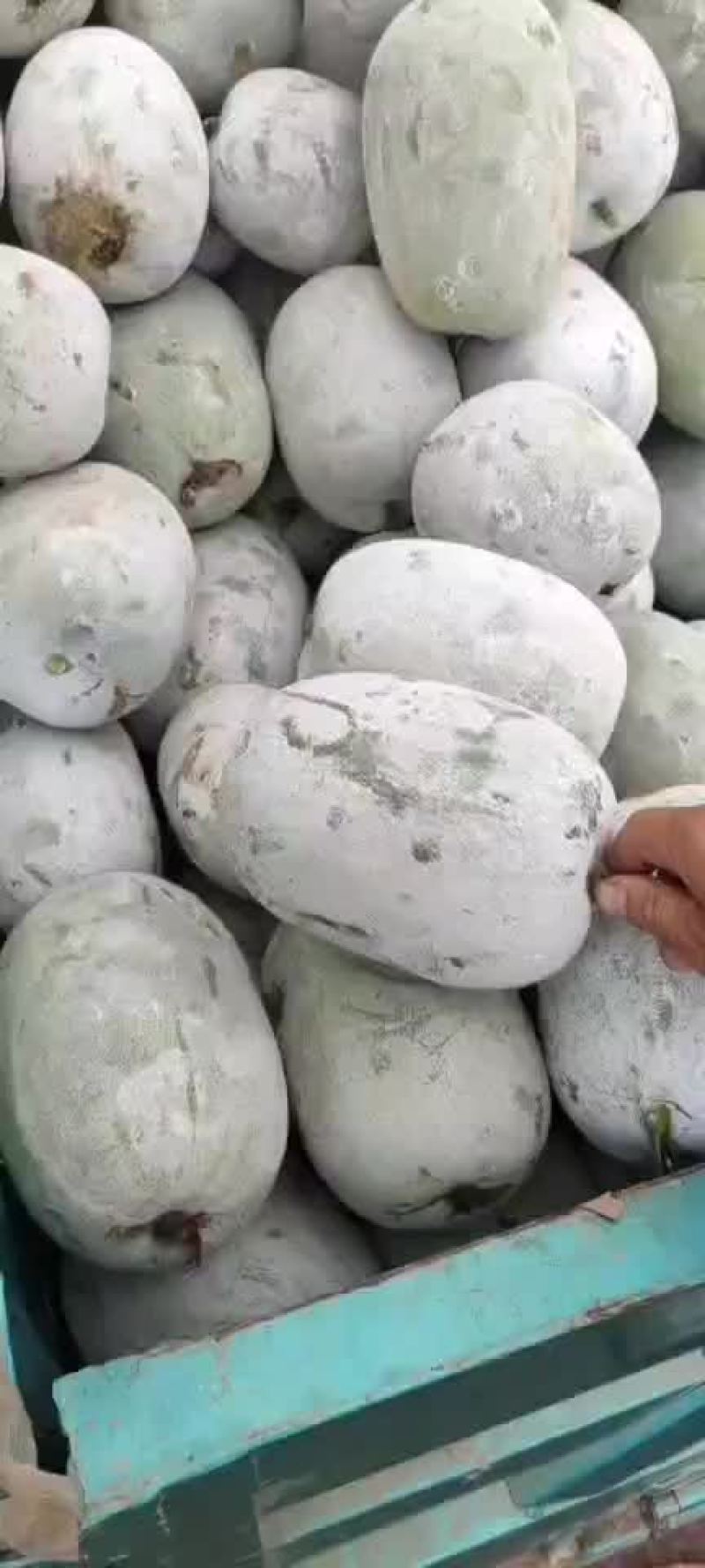 河南水果东瓜，冬瓜。迷你冬瓜电商专用，产地直销。