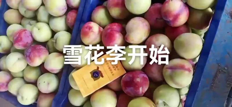 雪花李玫瑰李子口感好吃了，颜色漂亮了，适合每一位大小客