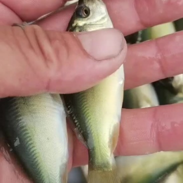 淡水鱼苗