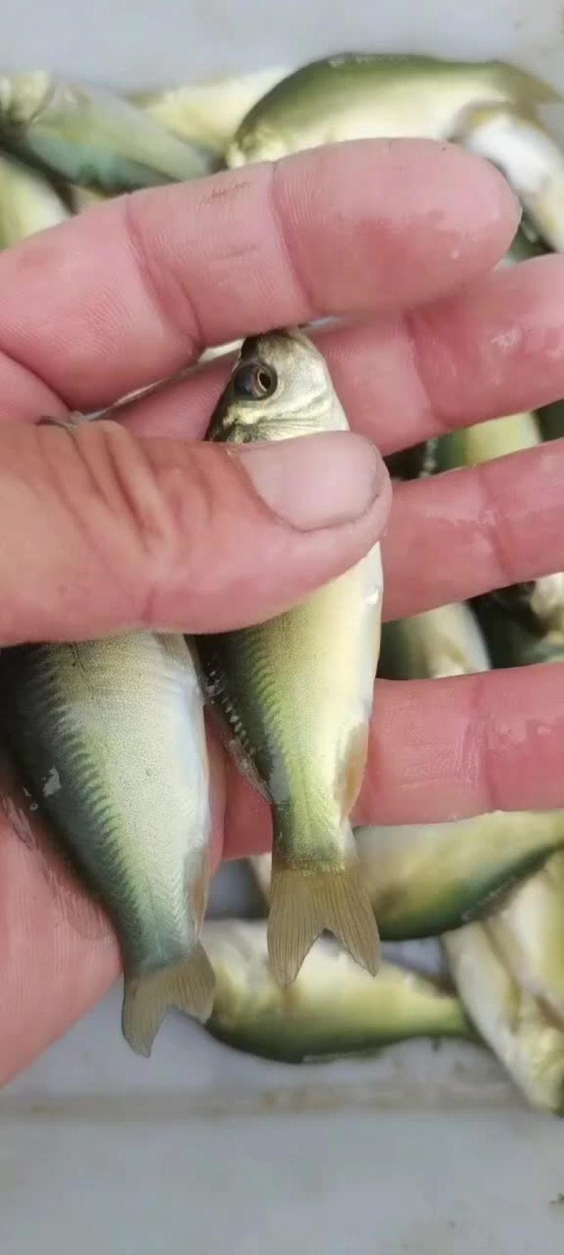 淡水鱼苗