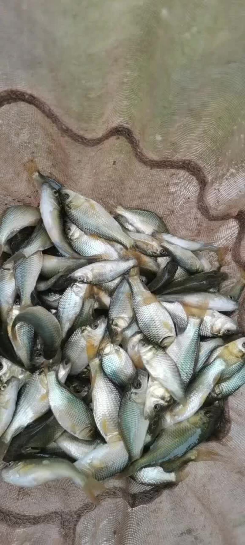 淡水鱼苗