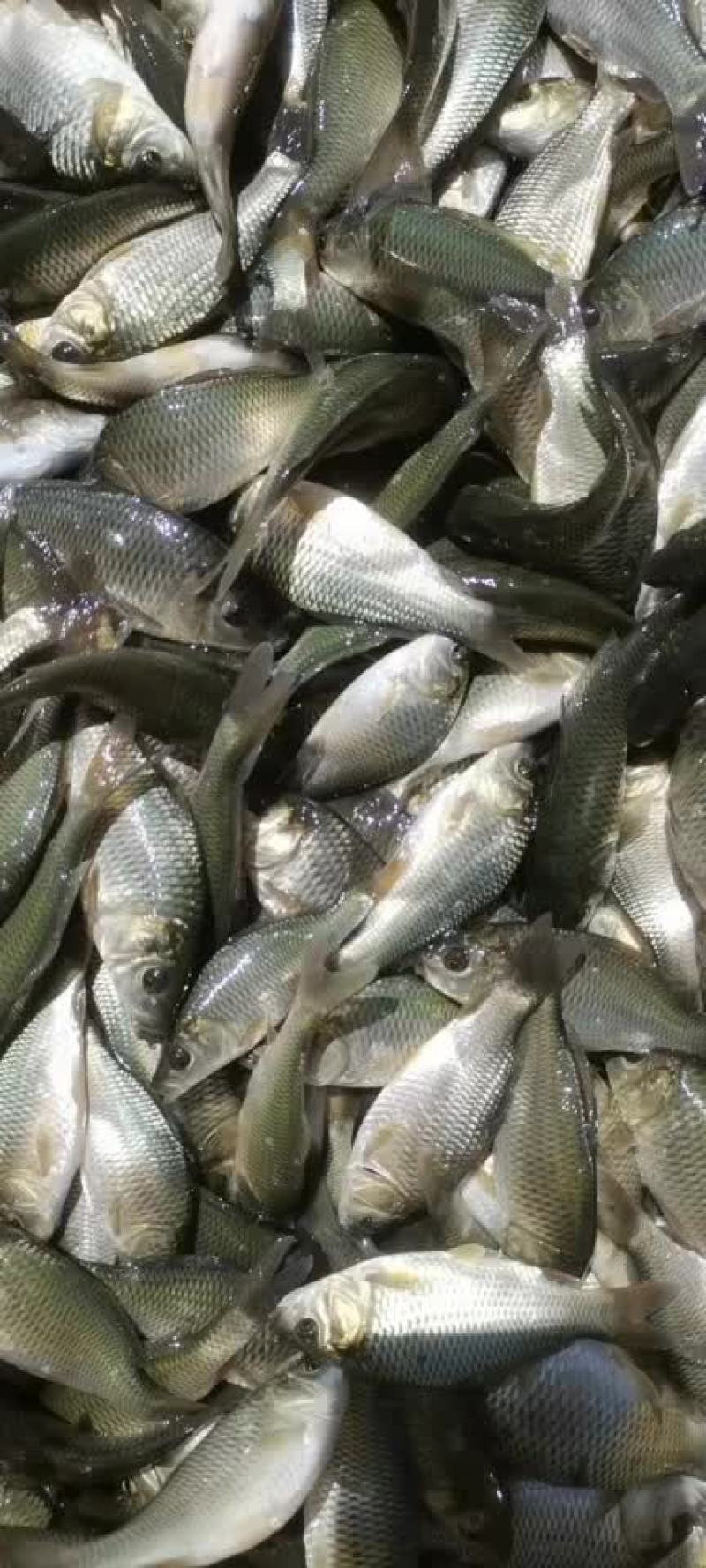 淡水鱼苗