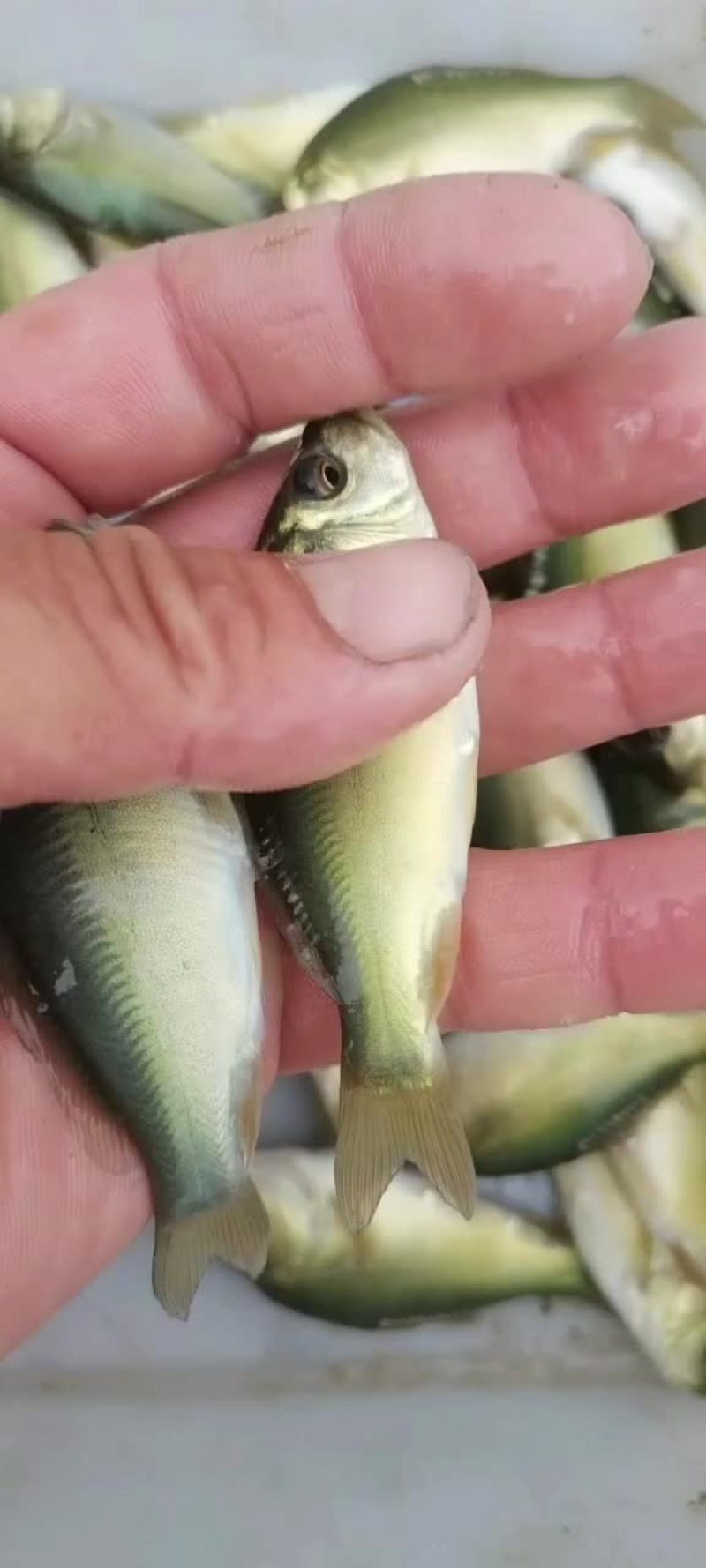 淡水鱼苗