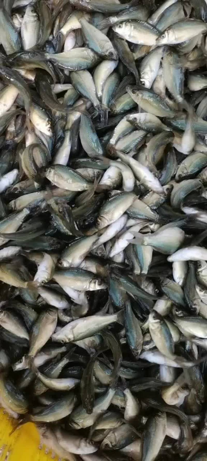 淡水鱼苗