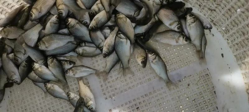 淡水鱼苗