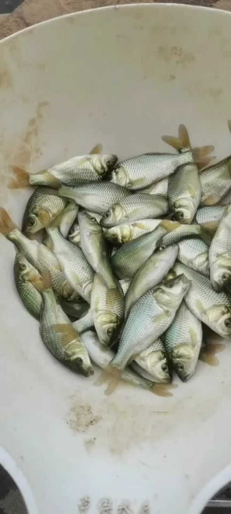 淡水鱼苗