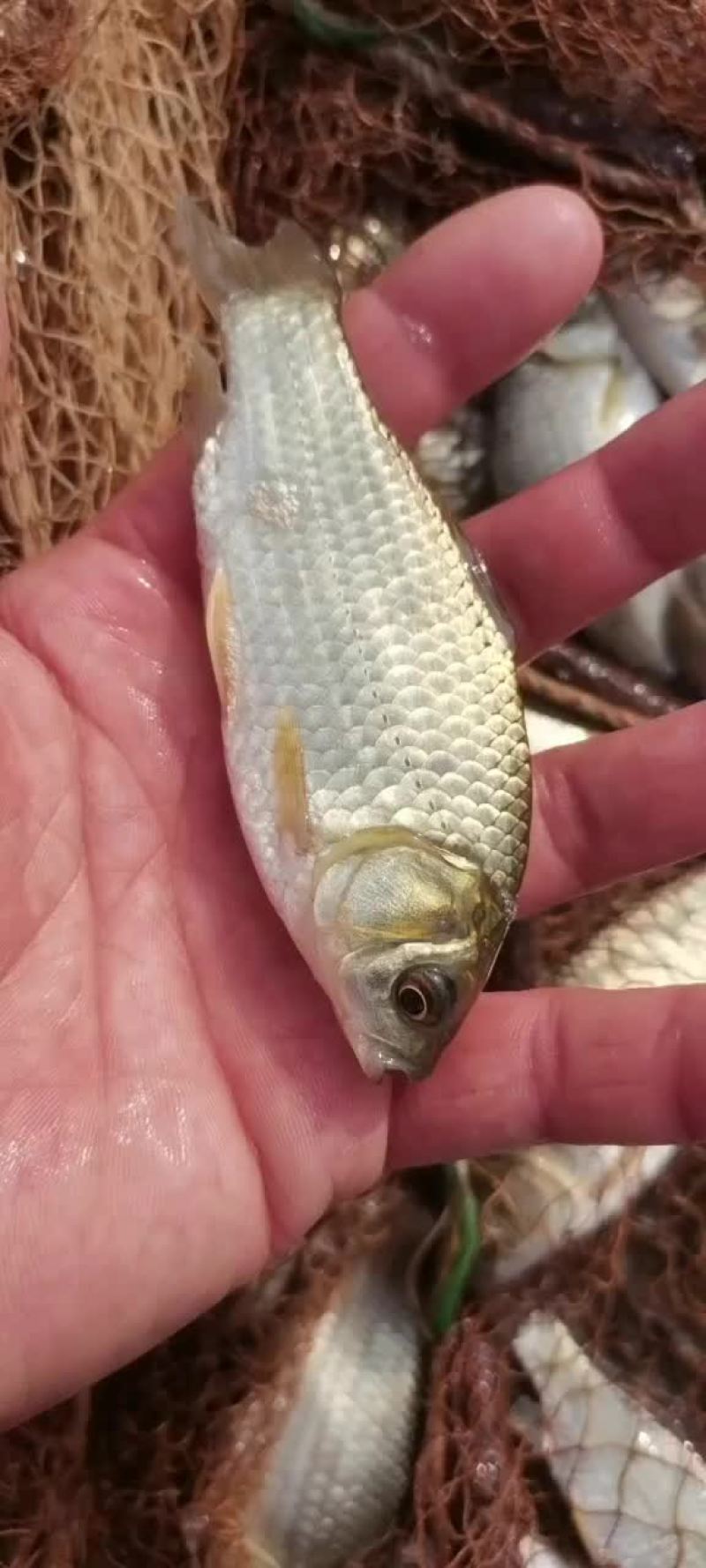 淡水鱼苗