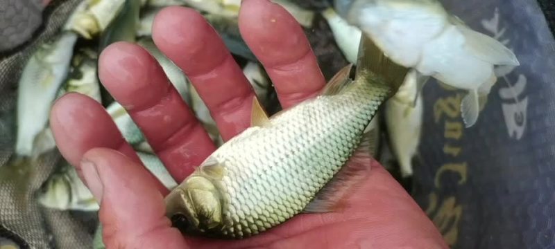 淡水鱼苗