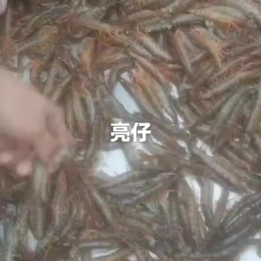 基围虾