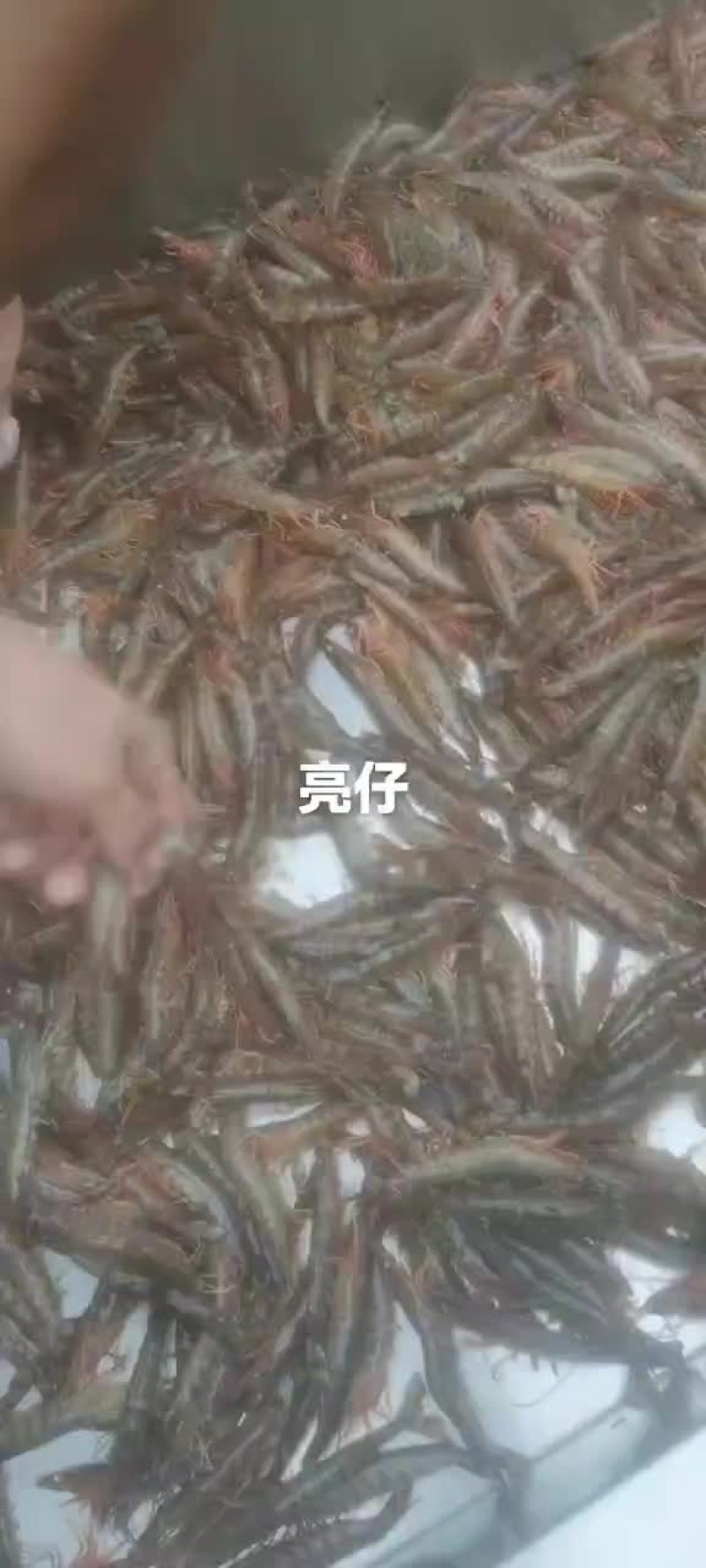基围虾