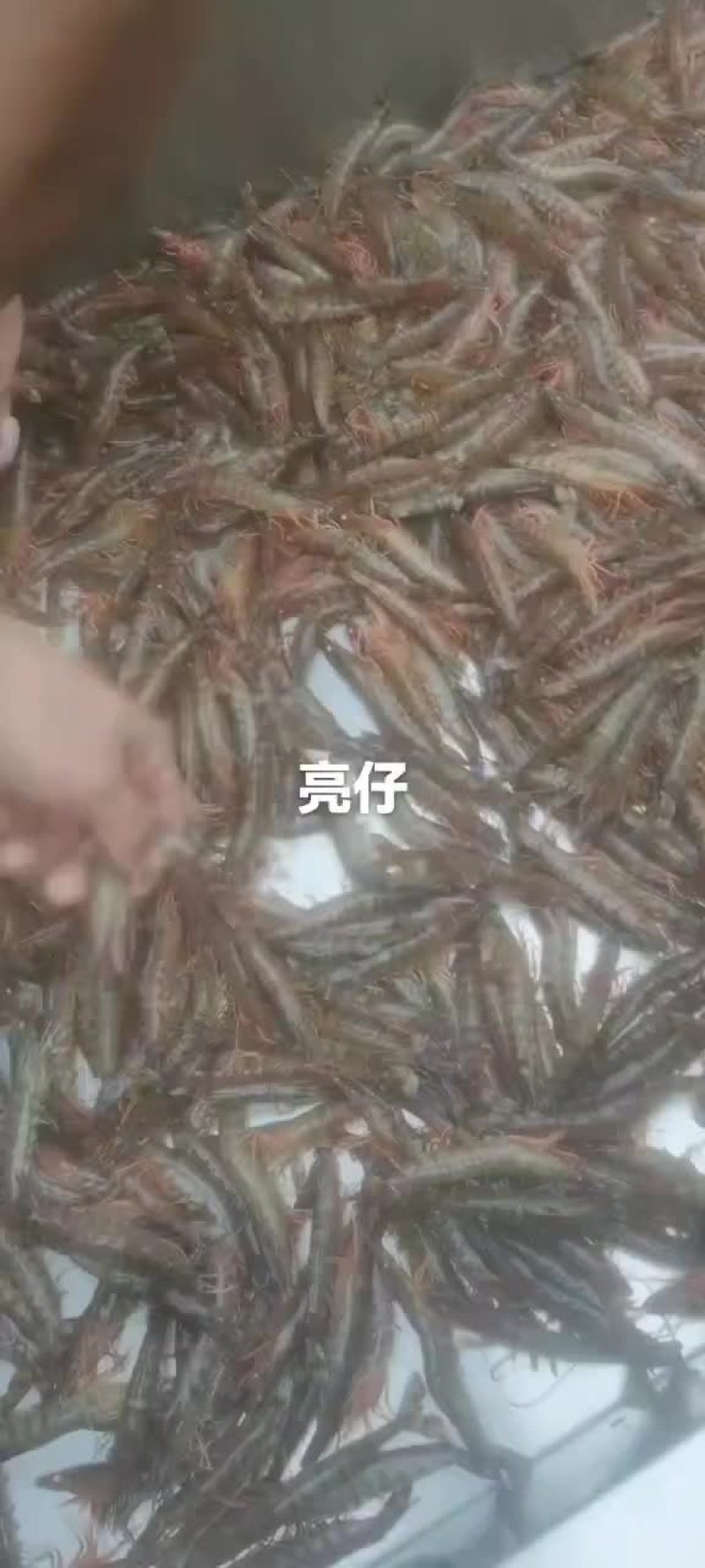 基围虾