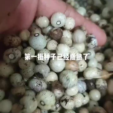 白蔹种子