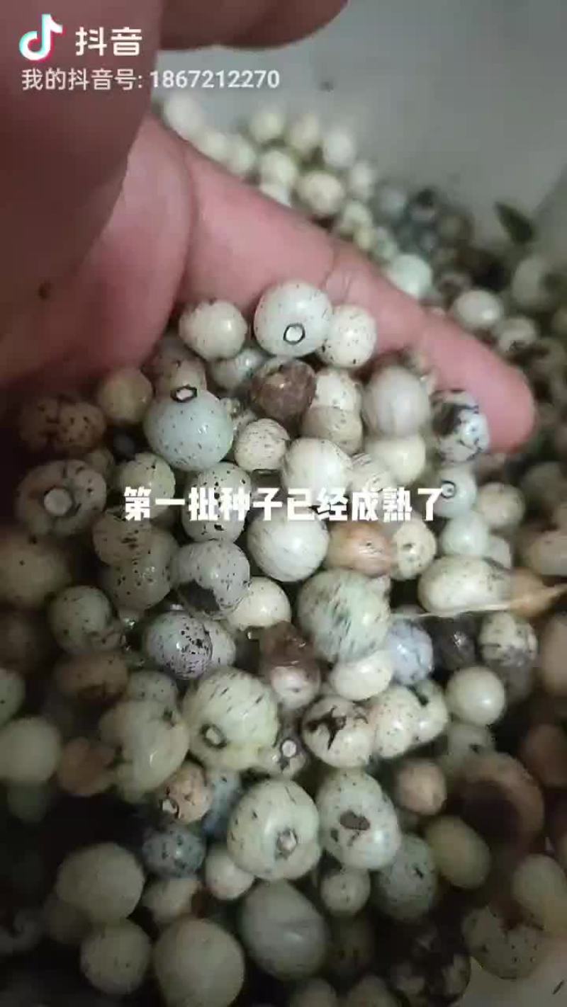 白蔹种子
