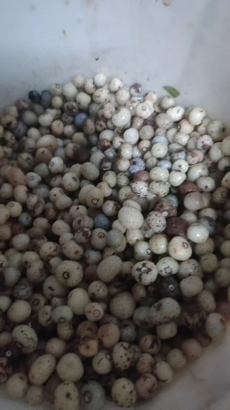 白蔹种子