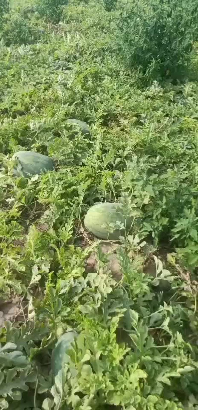 龙卷风西瓜