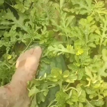 龙卷风西瓜