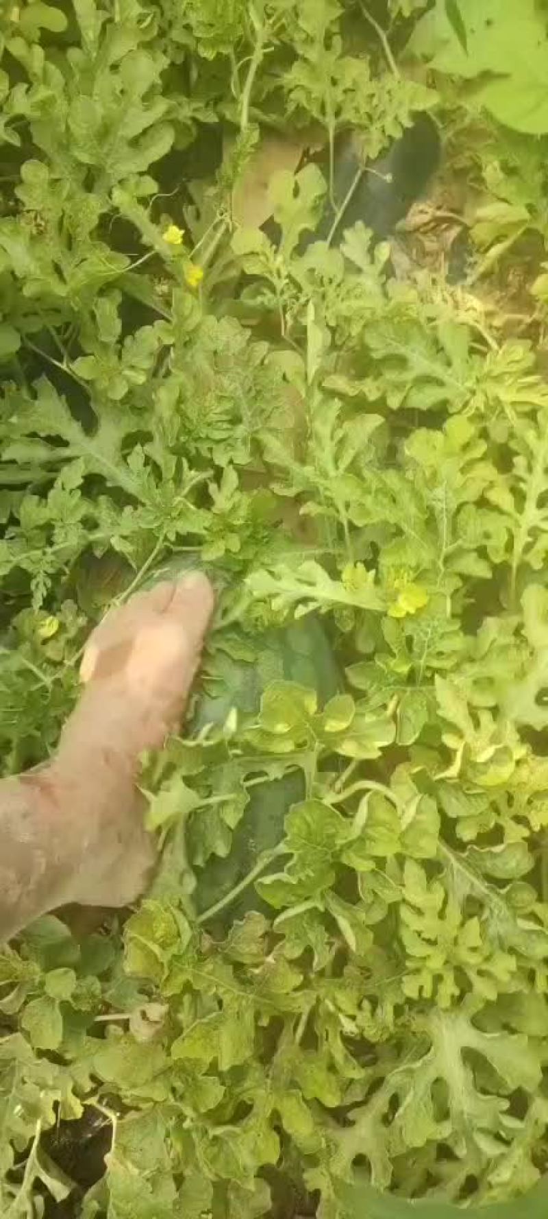 龙卷风西瓜