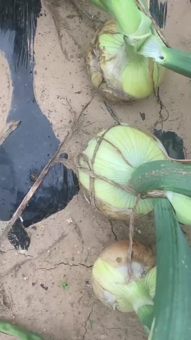 凌海洋葱大量上市