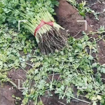 拔根割根芹菜